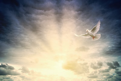 The white bird fly under cloudy sky during the day
